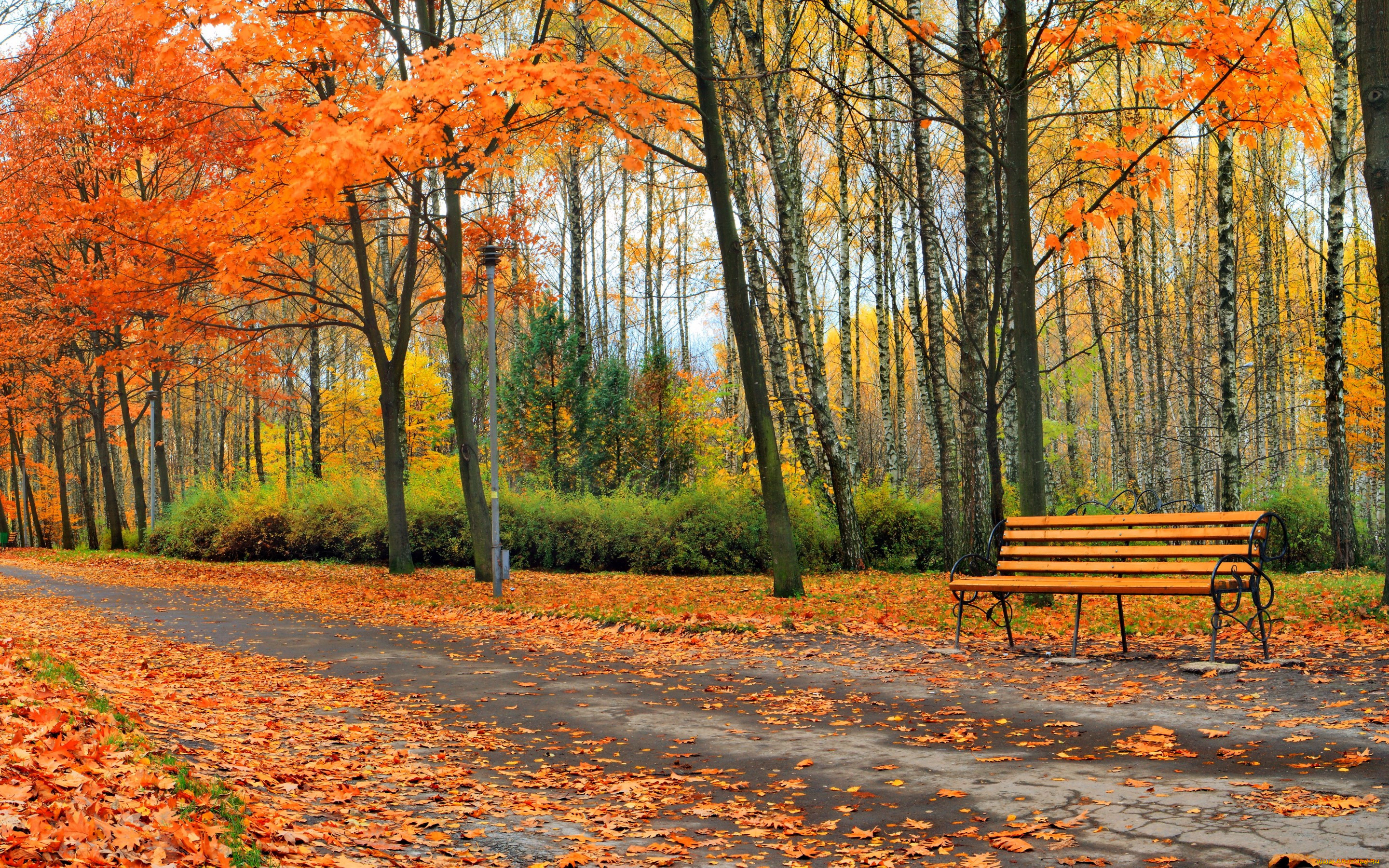 , , park, , , , leaves, landscape, nature, tree, autumn